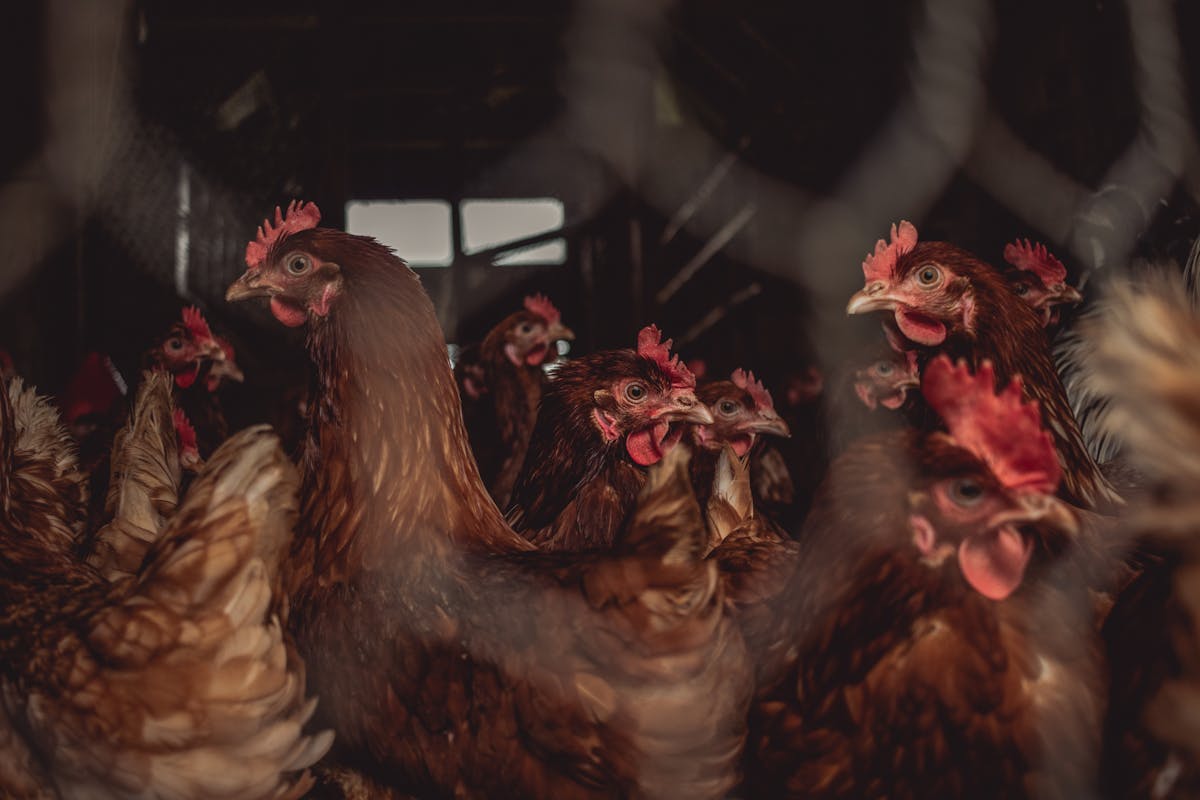 Poulex: From Manual Farm Records to Smart Poultry Intelligence for a tracable product
