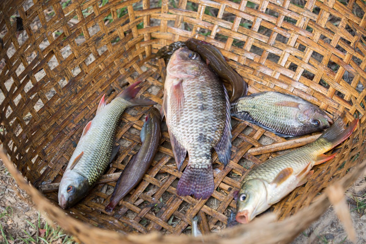 Reducing Fish Losses by 40% with BlueBondBD Water Monitoring